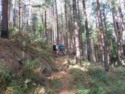 On the forest trail