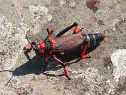 Amatola grasshopper