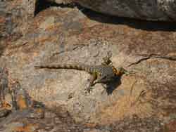 Local lizard