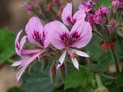 One of the many beautiful flowers along the way