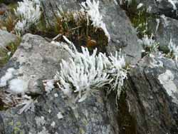 Ice crystals