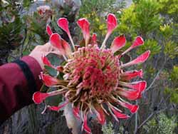 Protea