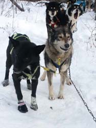 Dog booties