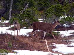 Sitka deer
