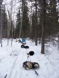 Dogs resting at lunch