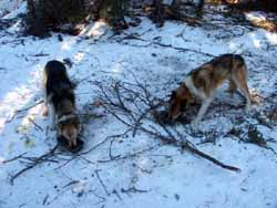 Feeding the dogs
