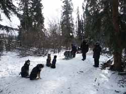 Meeting the dogs