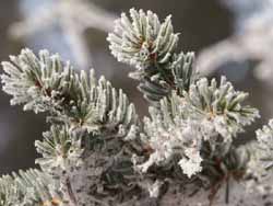 Frosted pine needles