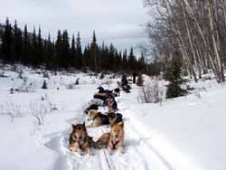 Sleds stopped for lunch