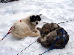 Resting dogs at lunch time