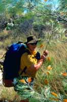 Preparing to sample the grevillea nectar