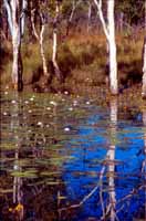 Lily pond