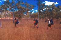 Walking through open woodland
