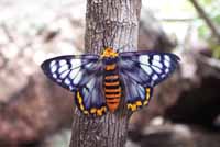 Butterfly. Unlike many, this particular butterfly will often pose for photos.