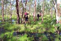 Walking through a paperbark swamp.
