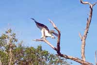 White breasted sea eagle.