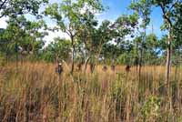 Walking through the spear grass.