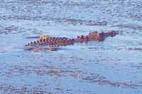 Large rocodile