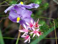 Lily and calytrix, photo R Willis