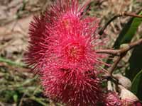 Swamp bloodwood, photo R Willis