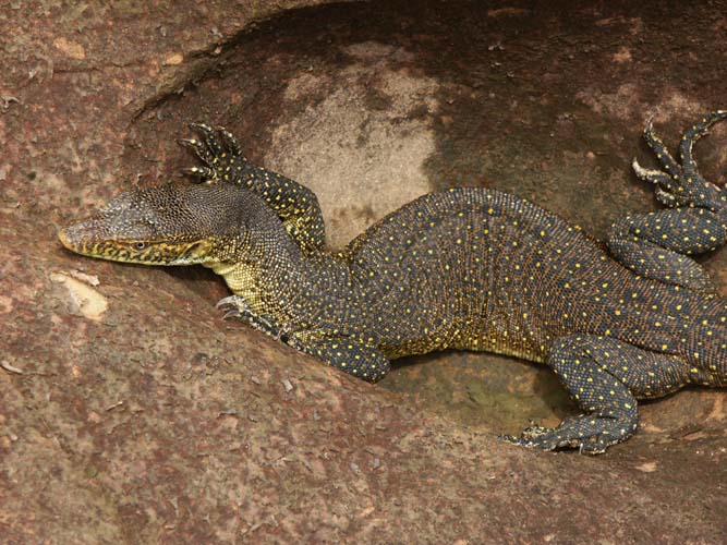 Water monitor