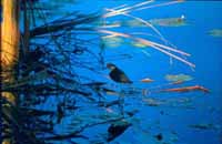 Jacana at sunrise