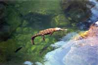Freshwater crocodile