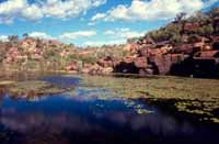 Lily pond near creek junction