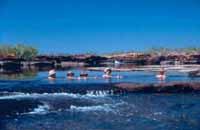 Swim stop above Solea