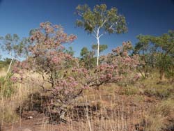 Calytrix