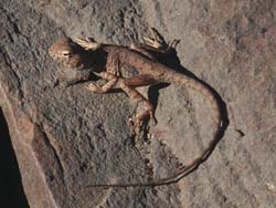 Dragon lizard