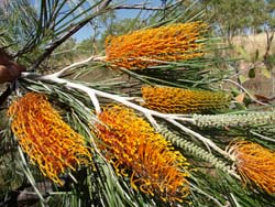 Grevillea pteridifolia