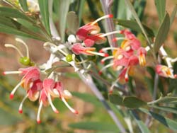 Grevillea refracta