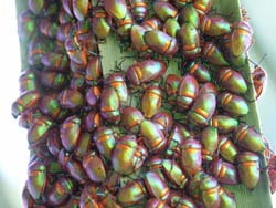 Jewel beetles