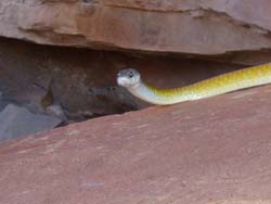 Tree snake