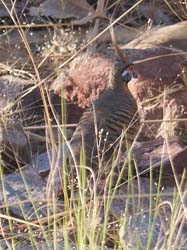Spinifex pigeon