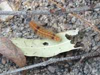 Fuzzy caterpillar