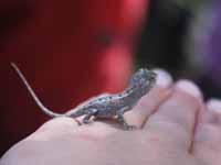 Tiny dragon
