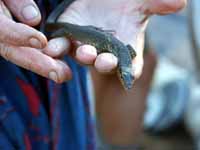 Monitor lizard
