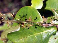 Green ants on their nest