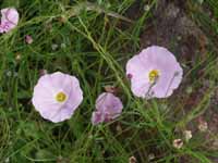 Merrimia