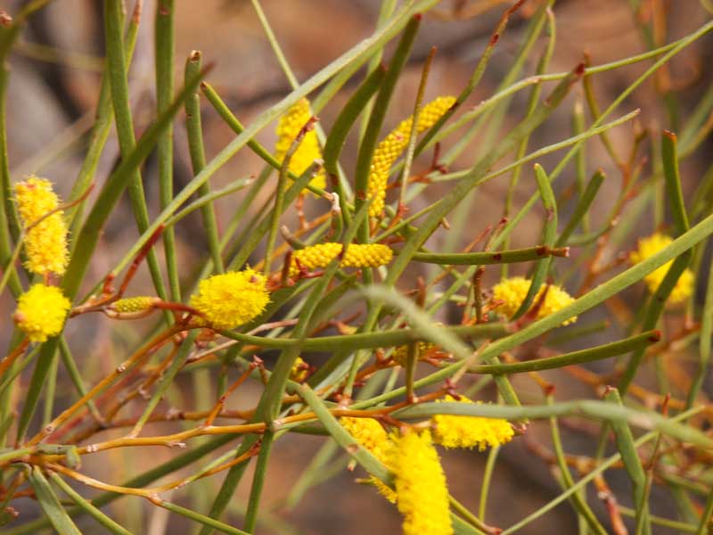 Flowering acacia