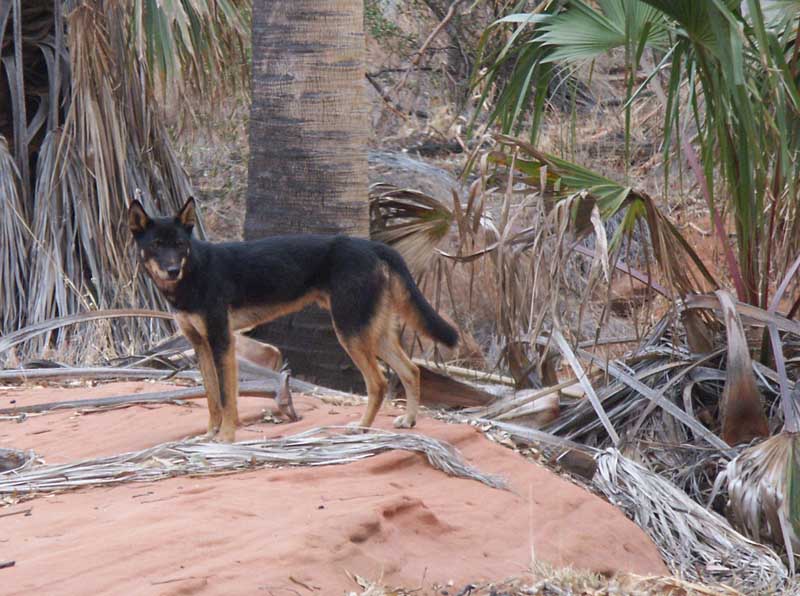 Dingo