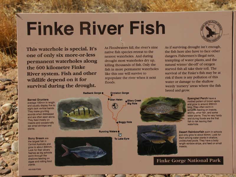 Finke River Fish