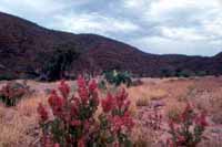 Ruby dock, one of the most widespread plants in the region.