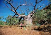Boab near Moll Gorge