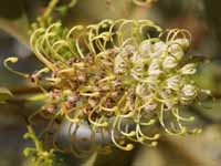 Grevillea close up; one of the many flowers in bloom when we do our trip