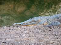 Freshwater croc at Windjana