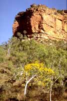 Flowering acacia in front of cliff