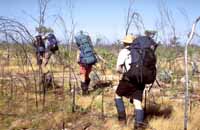 Walking through a recently burnt area